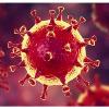 Coronavirus et Survie